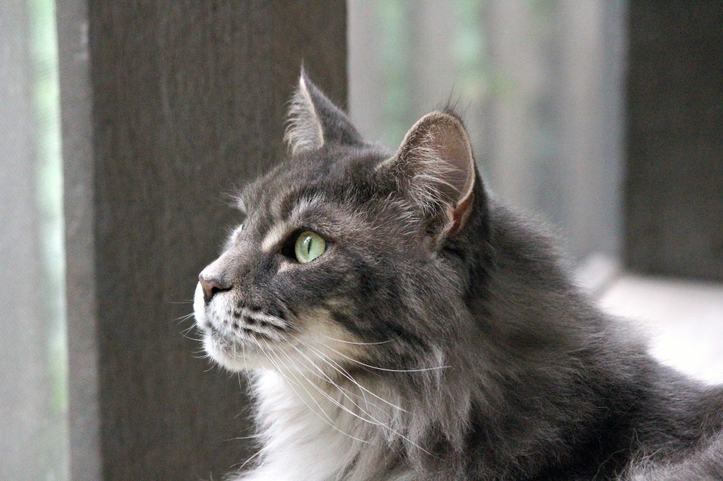 Cat in the Window