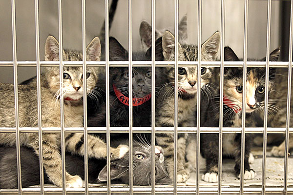 Cats in a Kennel