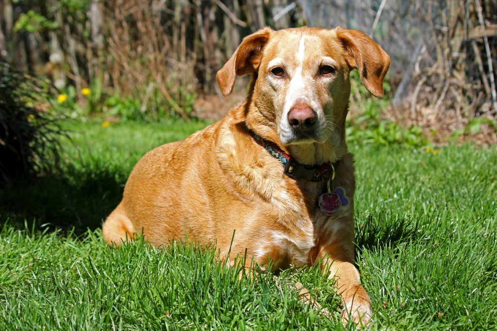 Dog in the grass