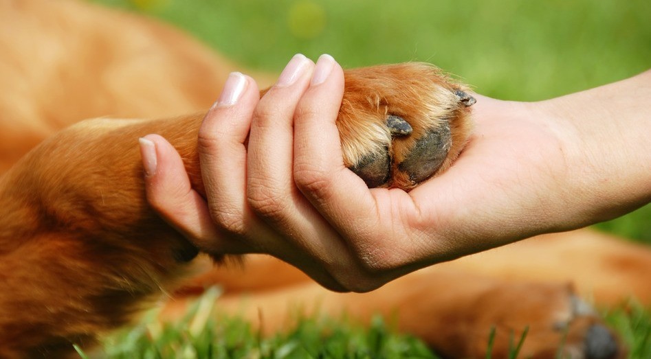 Dog Paw in Hand