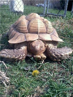 Sulcata Tortoise